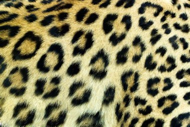 Snow Leopard Irbis (Panthera uncia) skin texture clipart
