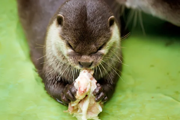Otter in the water, eating fish — Stock Photo, Image