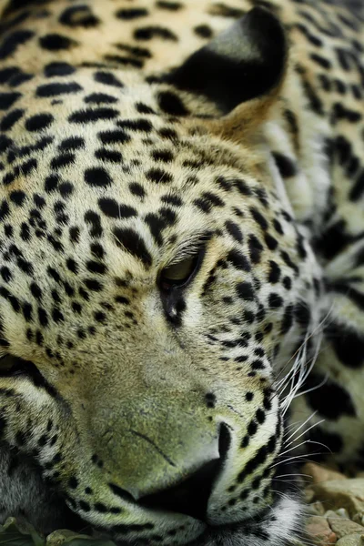 stock image Lying Snow Leopard Irbis (Panthera uncia)