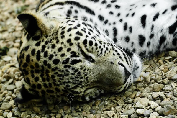 Léopard Des Neiges Couché Endormi Irbis Panthera Uncia — Photo