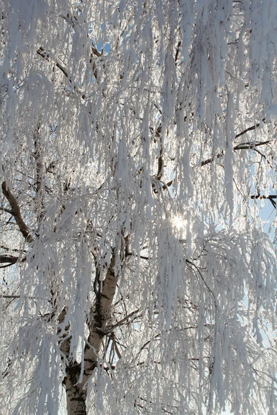 Χειμώνα Χιόνι Κλαδιά Του Δέντρου Φόντο Γαλάζιο Του Ουρανού — Φωτογραφία Αρχείου