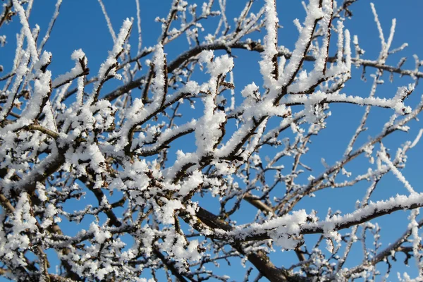 Χειμώνα χιόνι κλαδιά του δέντρου σε μπλε ουρανό — Φωτογραφία Αρχείου