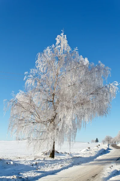 Ayaz güneşli bir kış yol — Stok fotoğraf