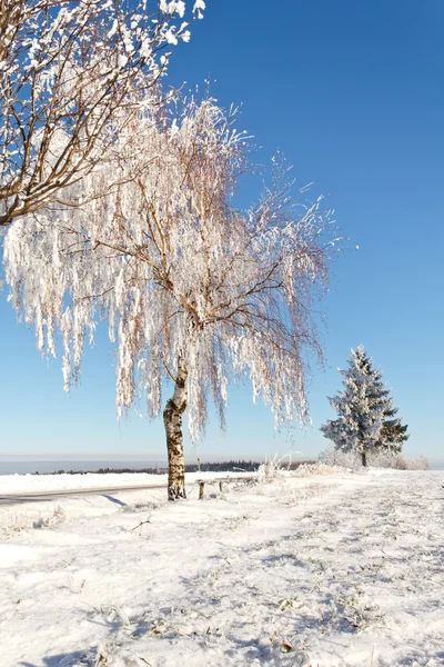 Campo de invierno en un día soleado y helado — Foto de Stock
