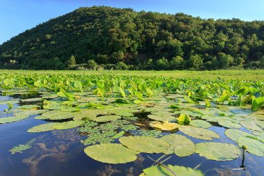 vahşi lillypads