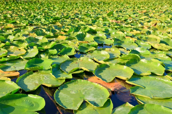Lilypads Verdes Brilhantes Que Flutuam Lkae — Fotografia de Stock