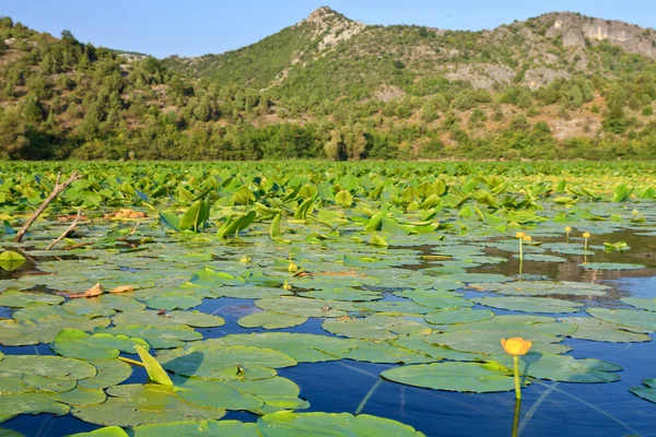 lilypads ve dağlar