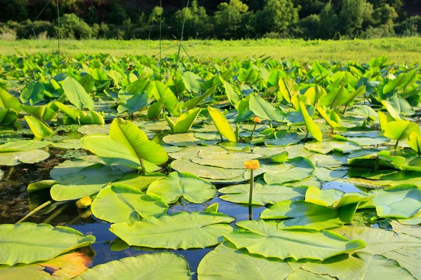 Lillypads and flower Royalty Free Stock Photos