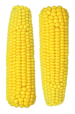 Cooked corn cob sweetcorn isolated on white clipart