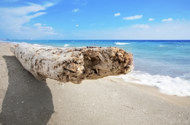 Driftwood seating on white sand beach. Trunk on a sunny beach clipart