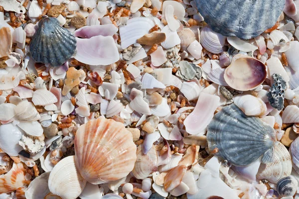 stock image Beach background with sand and sea shells