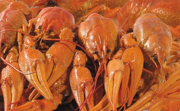 배경입니다. 삶은 crayfishes의 클로 우즈 업 보기 — 스톡 사진