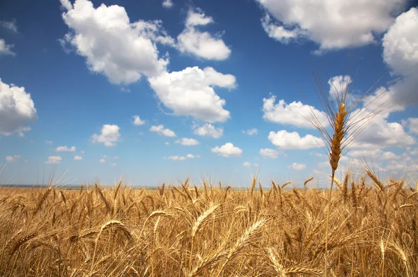 黄色の小麦と空に浮かぶ雲のフィールド — ストック写真
