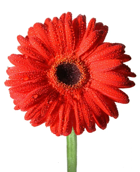 Gerbera, papatya çiçeği ait detaylı fotoğraf. — Stok fotoğraf