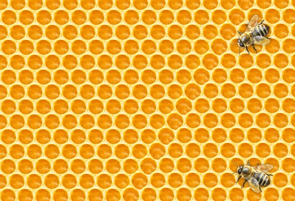 Işçi Arılar Petek Üzerinde — Stok fotoğraf