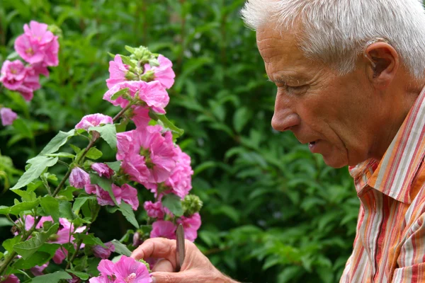 Starszy mężczyzna ogrodnictwo — Zdjęcie stockowe