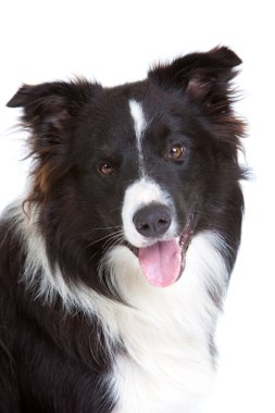 güzel bordercollie