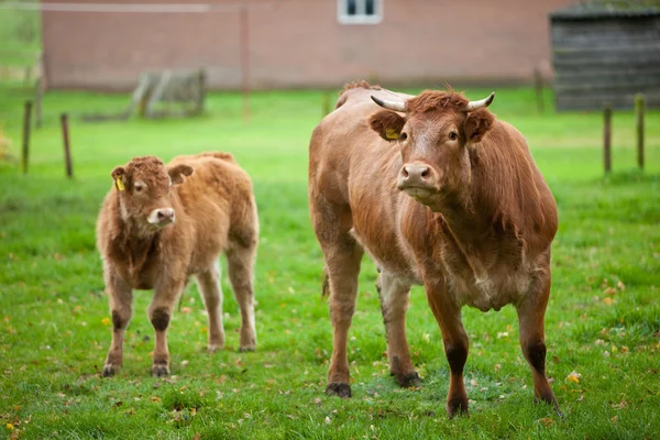 stock image Curious cow