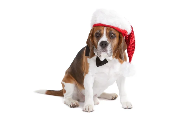 Ładny Pies goñczy w duchu Bożego Narodzenia — Zdjęcie stockowe