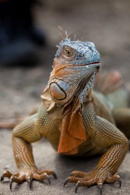 Large iguana in closeup clipart