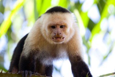 Angry capuchin monkey clipart
