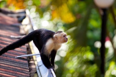 White faced capuchin monkey clipart