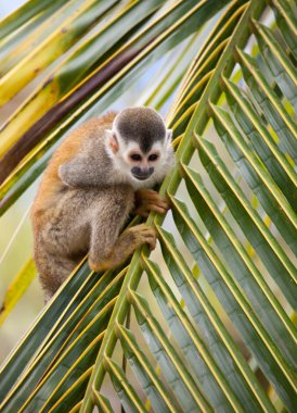 Squirrel monkey clipart