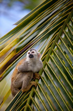 Squirrel monkey clipart