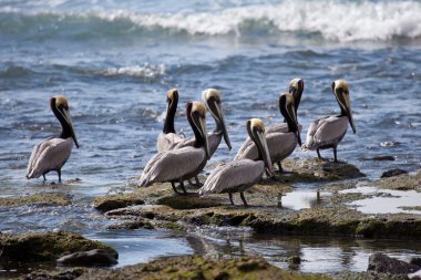 Brown pelicans in Costa Rica clipart