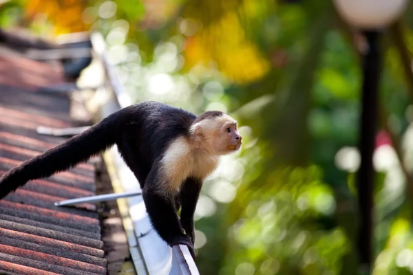 Macaco-prego de cara branca — Fotografia de Stock
