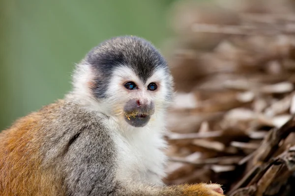 Τρώνε σκίουρος μαϊμού — Φωτογραφία Αρχείου
