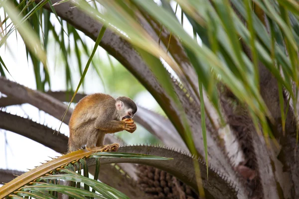 다람쥐 원숭이 — 스톡 사진