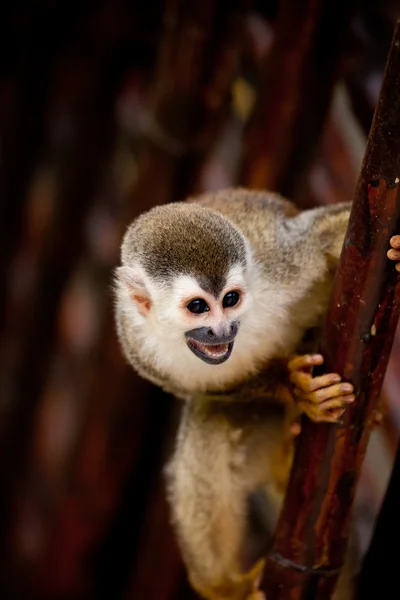 Squirrel monkey with mouth open — Stock Photo, Image