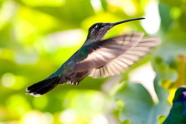 Kolibri – stockfoto