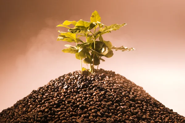 stock image Coffee tree