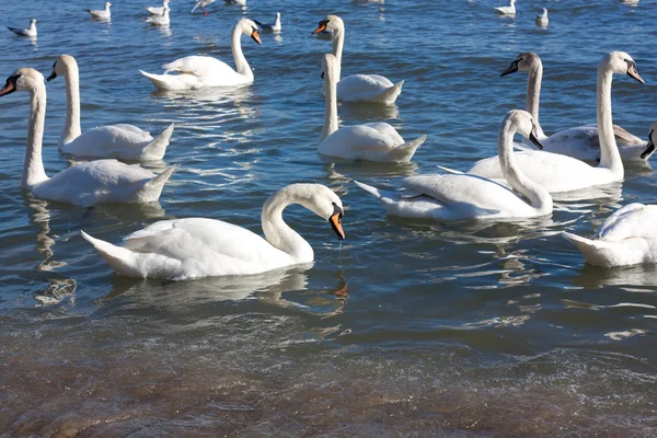 Swans swimming — Stock Photo, Image