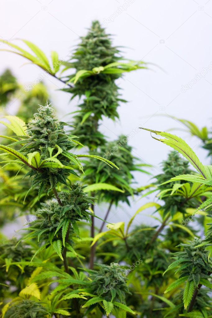 Marijuana plant growing closeup