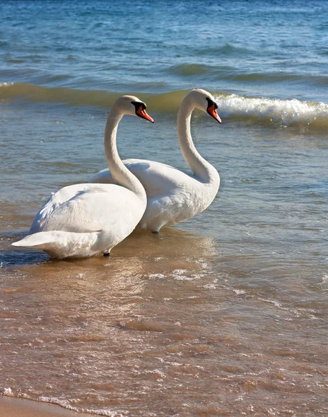 Swan Family Two Swans Beach Shore — Stock Photo, Image