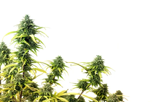 Horní Části Rostlin Marihuany Izolovaných Bílém Pozadí — Stock fotografie
