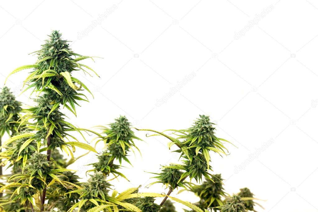 The top of marijuana plant isolated over white background