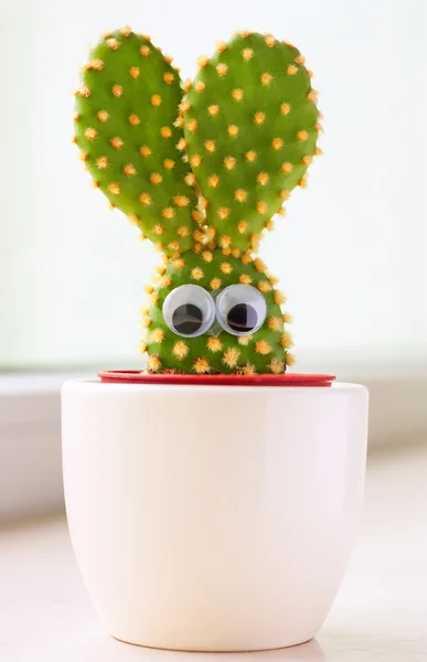 Nyuszi kaktusz — Stock Fotó