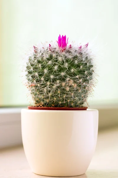 stock image Cactus in a pot