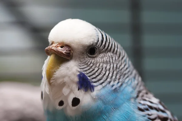 Australijski niebieski papuga makro 1 — Zdjęcie stockowe
