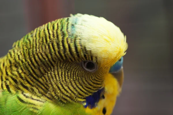 Australijski Zielona papuga makro 3 — Zdjęcie stockowe