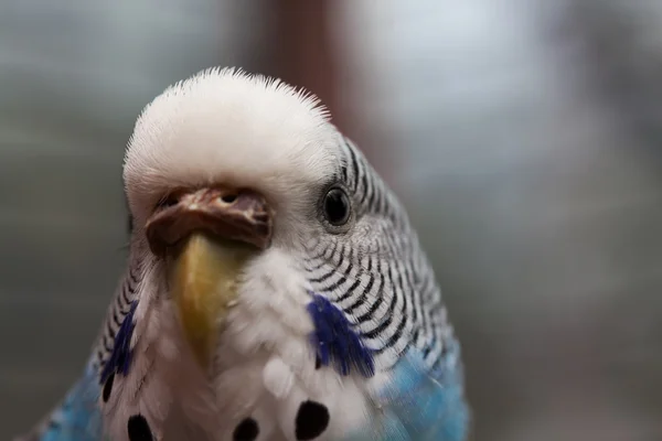 Австралійський синього папугу макрос 2 — стокове фото