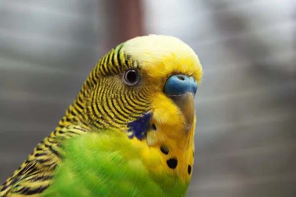 Australijski Zielona papuga makro 2 — Zdjęcie stockowe