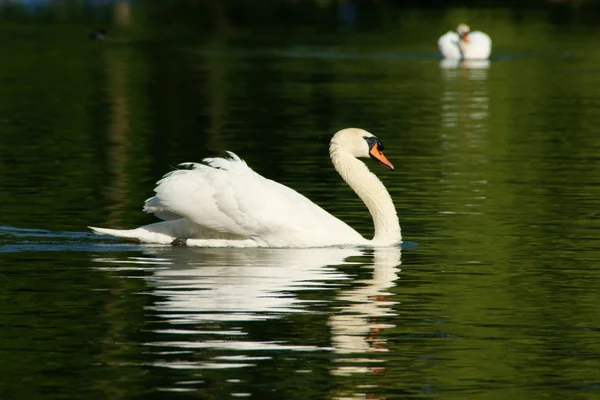 Schwan - Swan — Stock Photo, Image