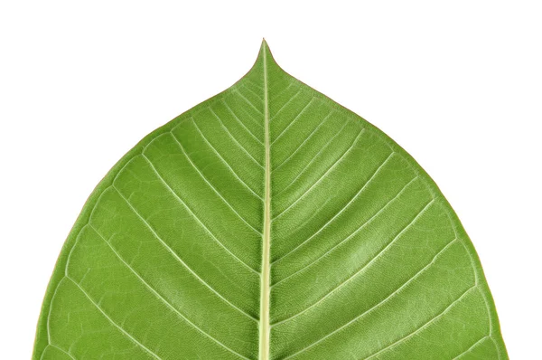 Zielony liść w izolacji — Zdjęcie stockowe