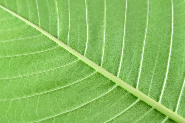 葉の表面上のテクスチャ — ストック写真