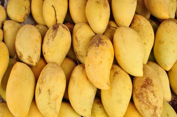 stock image Mango fruit in thailand